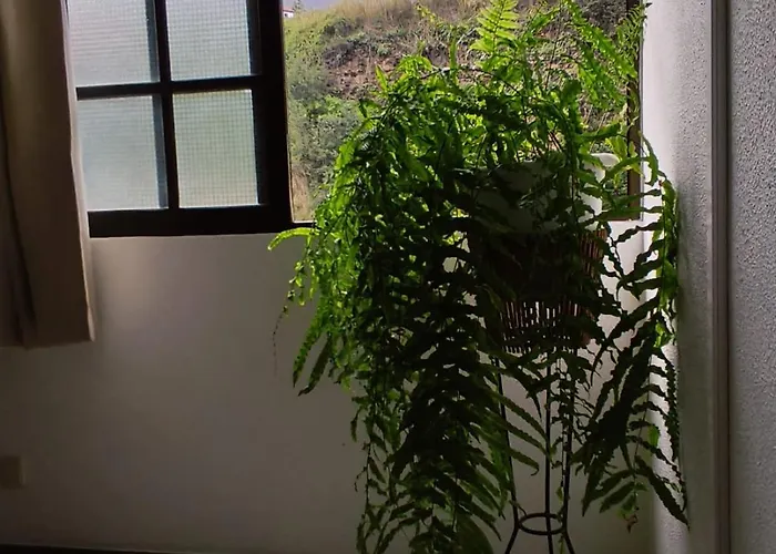 招待所 Narciso's House *